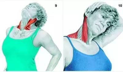 部位:胸锁乳突肌 10,手压颈部侧曲 锻炼部位:胸锁乳突肌,上斜方肌