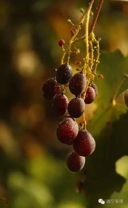 影像|葡萄——成为青海地产诱人水果
