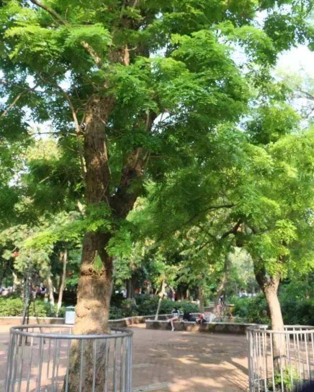 海口公园中的海南黄花梨树(降香黄檀)