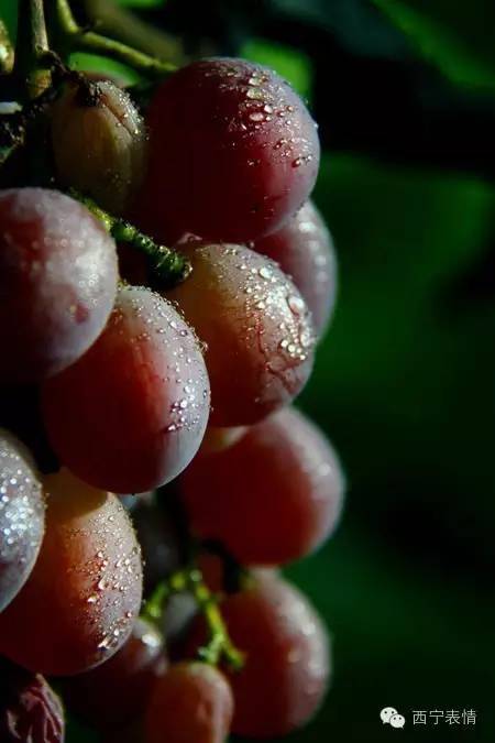 影像|葡萄——成为青海地产诱人水果