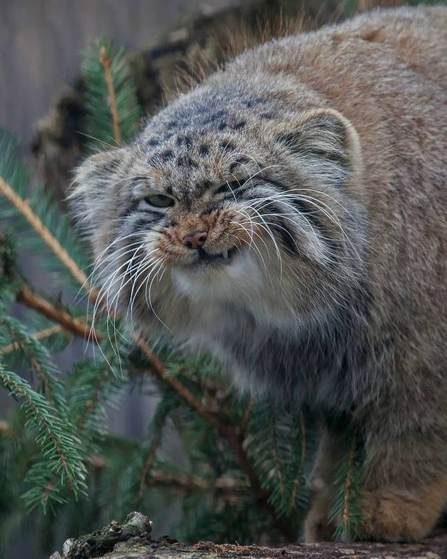 想给大家简单说说兔狲这货,表情最丰富的猫科动物_手机搜狐网