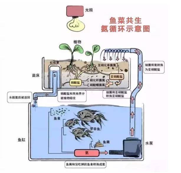 胡小飞"都市田园"鱼菜共生系统,向都市进军!