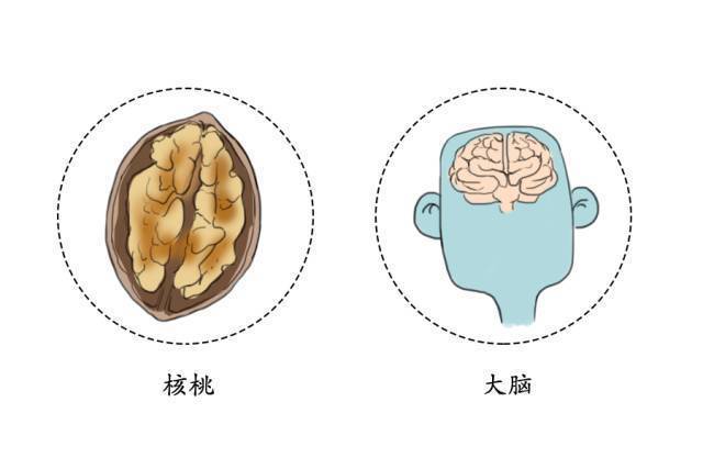 那就让你见识一下科学的力量,真相永远只有一个:核桃确实有补脑功效!