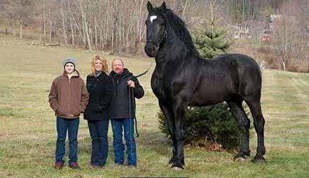世界上最大的马