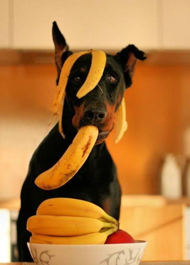 今日课堂 狗狗饮食:禁止喂食过量香蕉