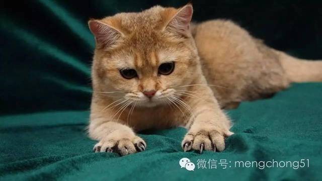 猫咪剪指甲的正确位置