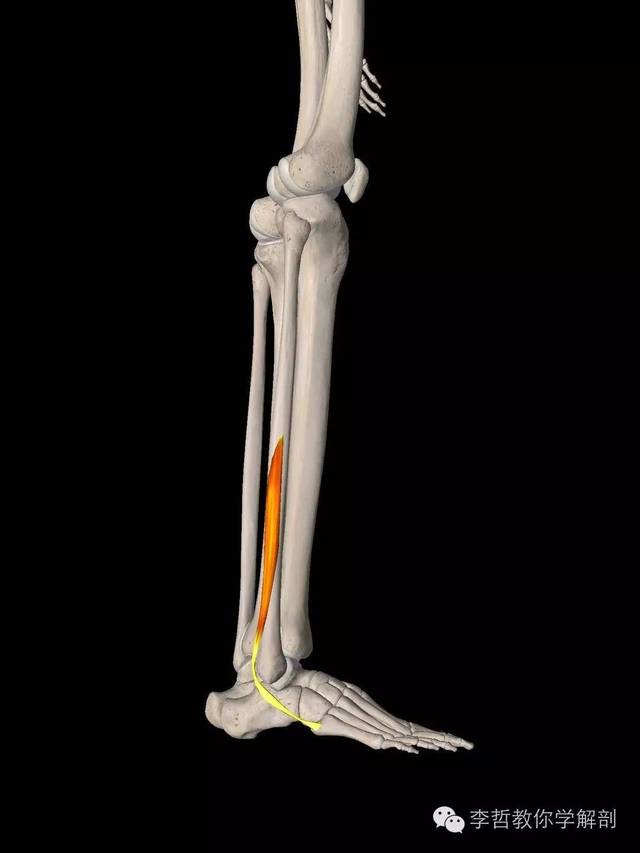 第三腓骨肌:100人中有7—8人没有这个肌肉;它附着于腓骨下段前方,另一