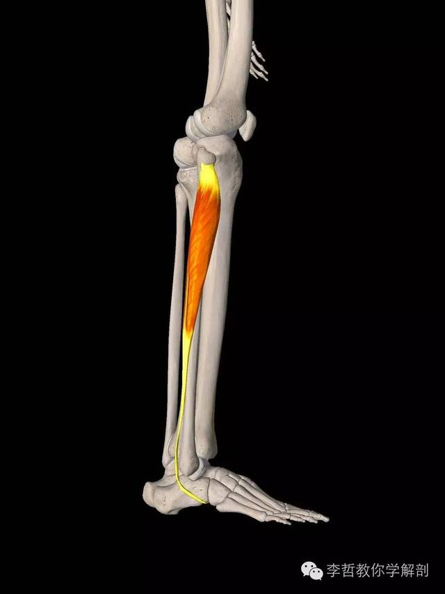 腓骨短肌:腓骨短肌比整个腓骨还要短;附着点在足外侧缘中点,第5趾骨底