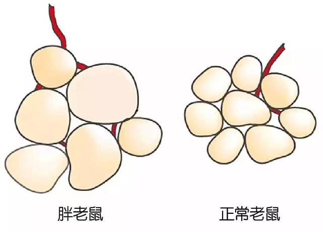 科学家一鼓作气,继续做实验,弄明白了胖老鼠肠道里的细菌,是怎样让