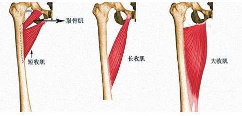 11.半腱肌