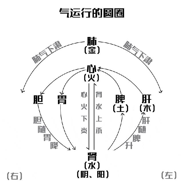 中医理论认为,五脏六腑对应于自然界中的五行(木,火,土,金,水),其中