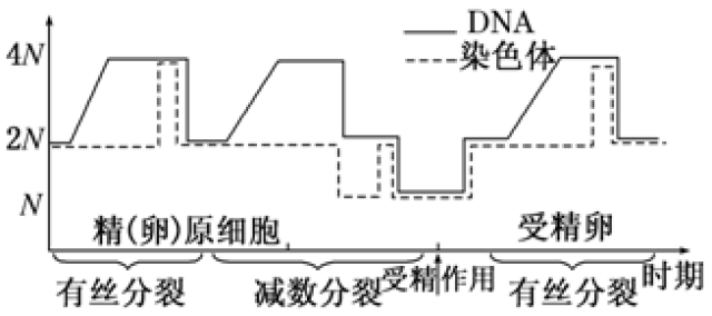 二,细胞的有丝分裂和减数分裂 1,一