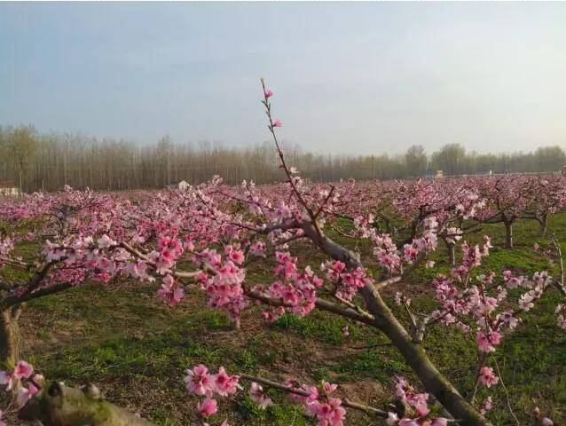 黄河故道桃花源——阜宁羊寨旅游散记