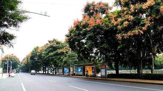 栾树是成都很常见的行道树,也被叫做四色树,灯笼树,国庆花树.