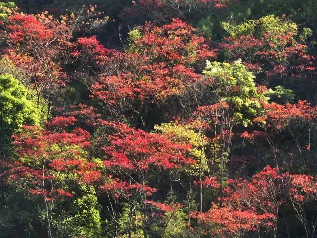 从化石门红叶观赏节开幕啦!满山红叶渐红,处处都是惊艳的美景!