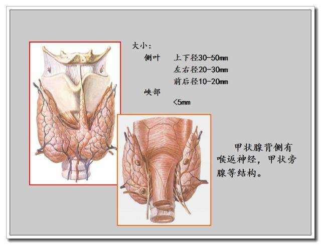 第 1 步:确定位置是否正常 报告描述:甲状腺解剖位置正常.