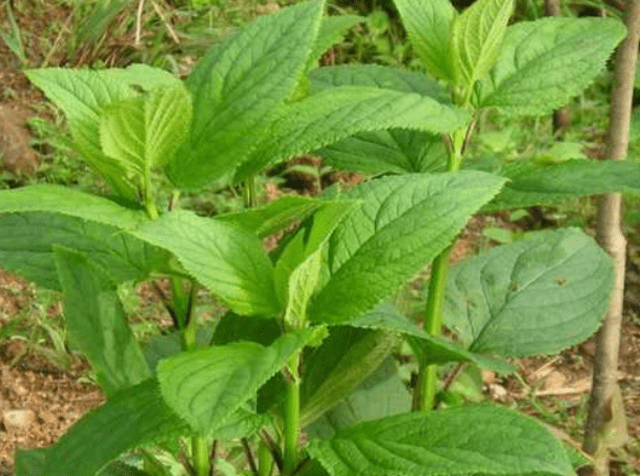 农村路边常见的几种草药,泡茶喝治疗慢性咽炎