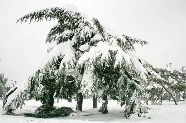 今日大雪,你还记得石家庄2009年那场大暴雪吗?