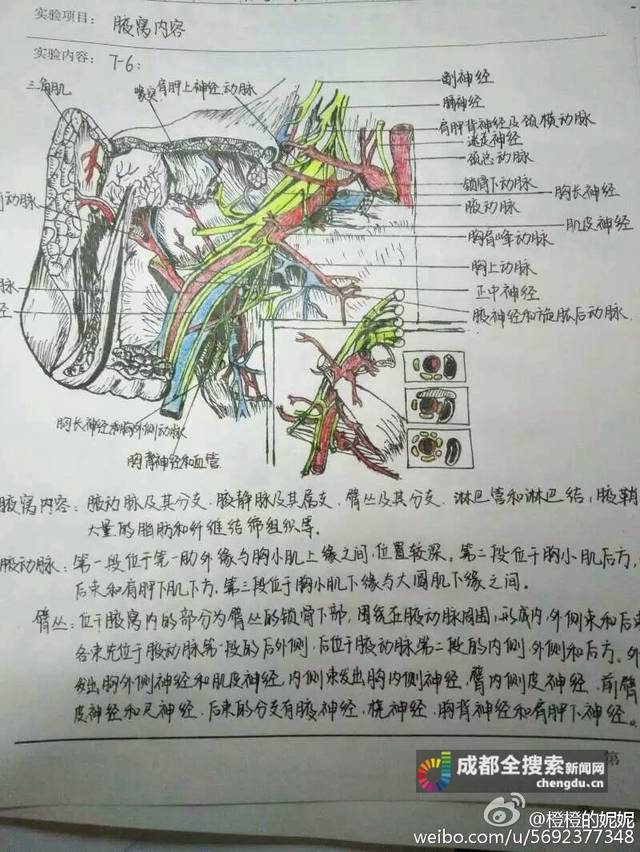 成都医学院大二女生手绘解剖图走红网络