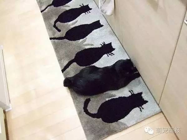 考眼力:你们找到图中隐藏的猫咪吗?