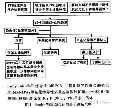 小胖威利综合征,一群永远吃不饱的"小胖" | 关注