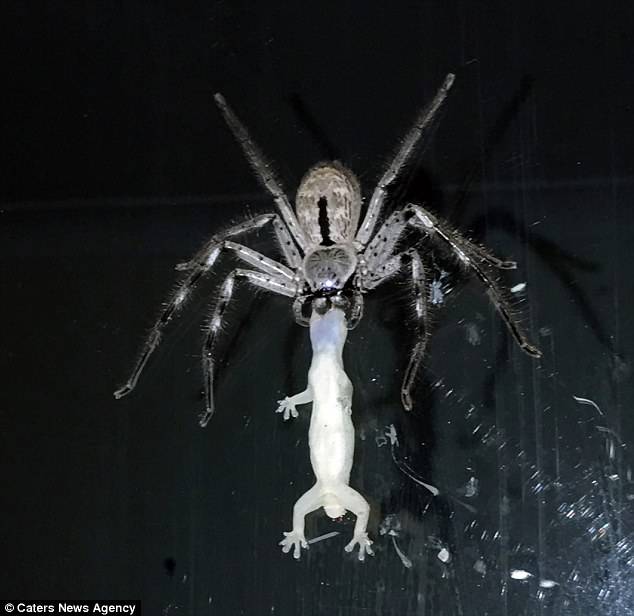 跟盘子一样大的巨型蜘蛛捕食猎物,吃得超级开心!