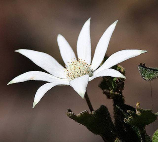 法兰绒 flannel flower