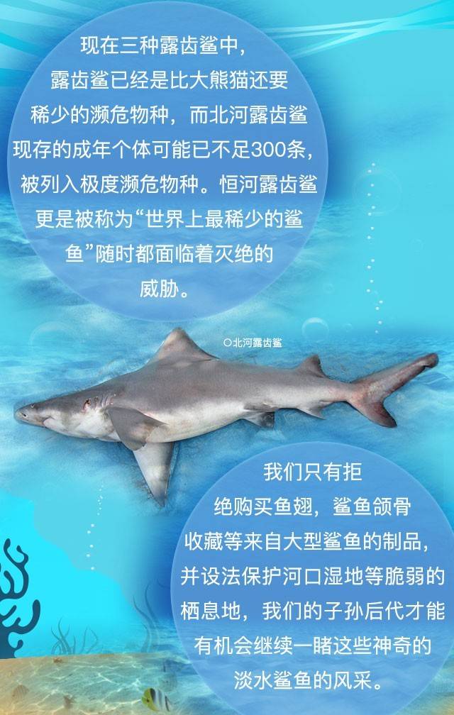 探秘淡水鲨鱼(二)——比大熊猫还稀少的露齿鲨