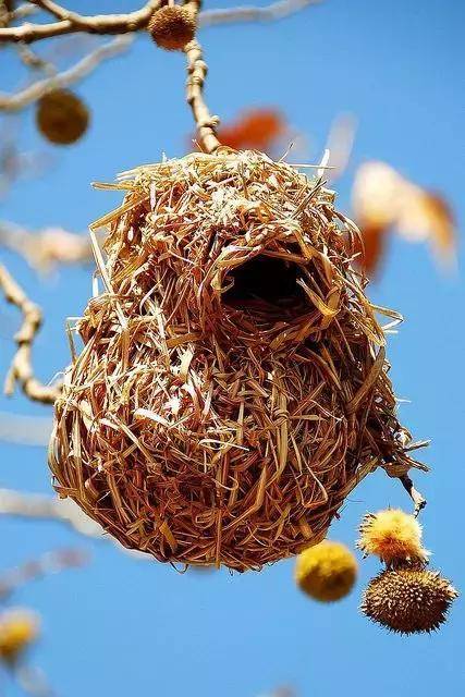 各种鸟巢,大自然的神奇!