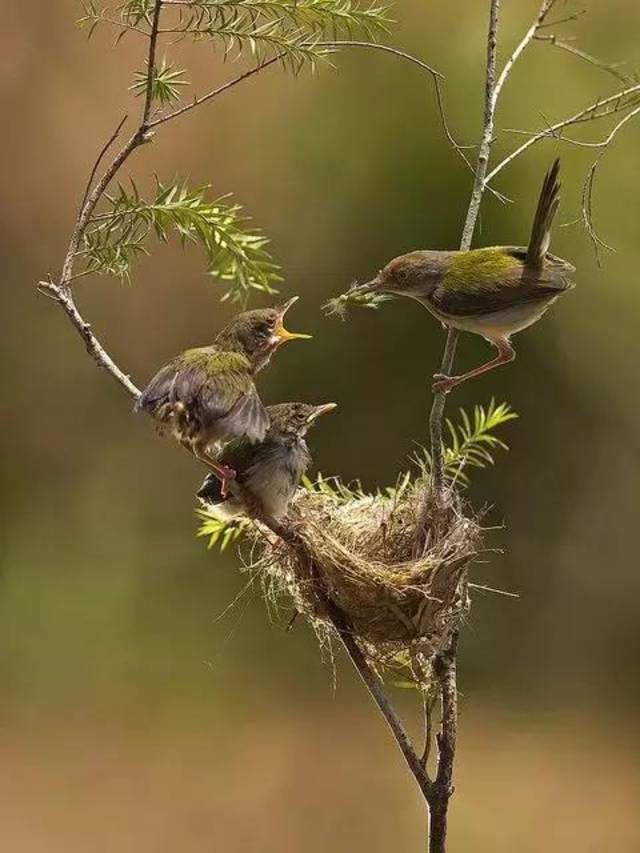 各种鸟巢,大自然的神奇!