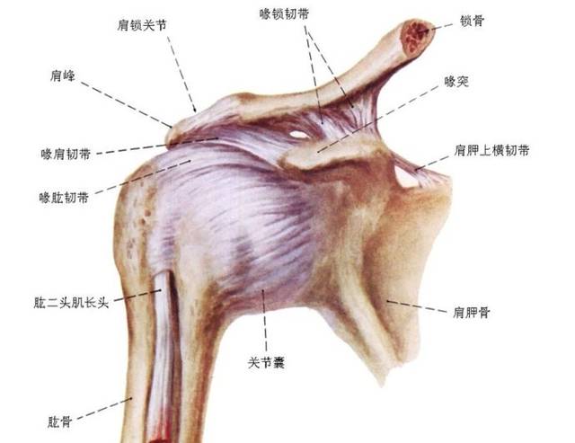 保守治疗具有; 口服消炎镇痛药,物理治疗,痛点局部封闭,按摩推拿,自我