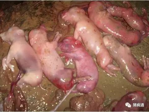 母猪感染疾病引起流产,产死胎,如何辨别