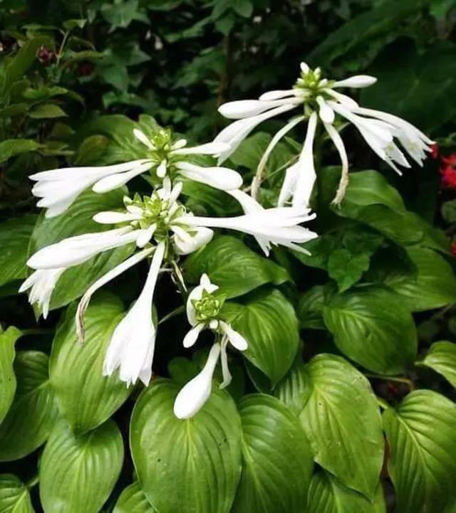 药用价值: 在《本草纲目》中记载:捣汁服,解一切毒;涂痈肿;玉簪有