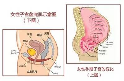 京医科普 | 盆底肌肉功能及产后即刻护理