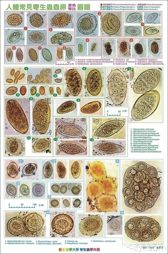 台北医学大学精美寄生虫虫卵图(超清晰,收藏吧)