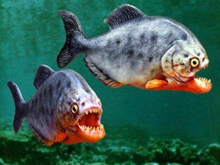 世界五大食人鱼,其中两种已入侵中国!