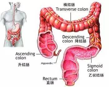 真正的人口_真正的美人鱼图片