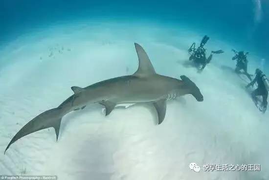 视力范围可达360度的锤头鲨
