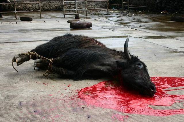 是哪些人在农村杀猪不够吃,开始杀牛,宰羊过年了
