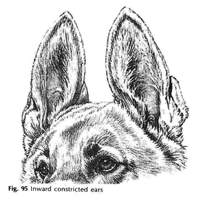 狗耳朵的类型