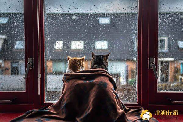 美哭 下雨天两只猫咪窗边看雨美照