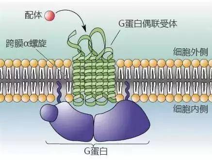 肥大细胞膜抑制性受体allergin1抗体