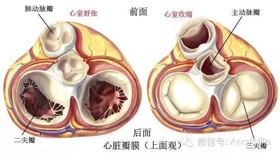 瓣叶在闭合时沿接合缘向中心互相对合,接合缘(游离缘中点形成增厚结节