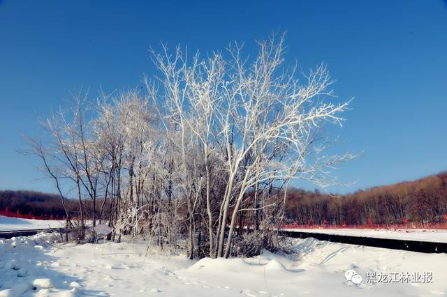 冬季到青山来滑雪——双鸭山局青山国家森林公园滑雪场建成运营