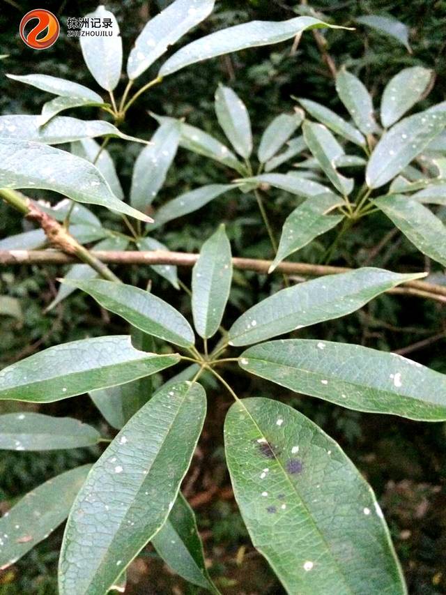 是一种生长在海拔较高的珍稀野生水果,长在藤上,也叫过山龙藤,万丈红