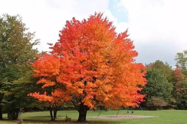 糖枫( acer saccharum),加拿大国旗上红色的枫叶图案原形就来自于糖枫