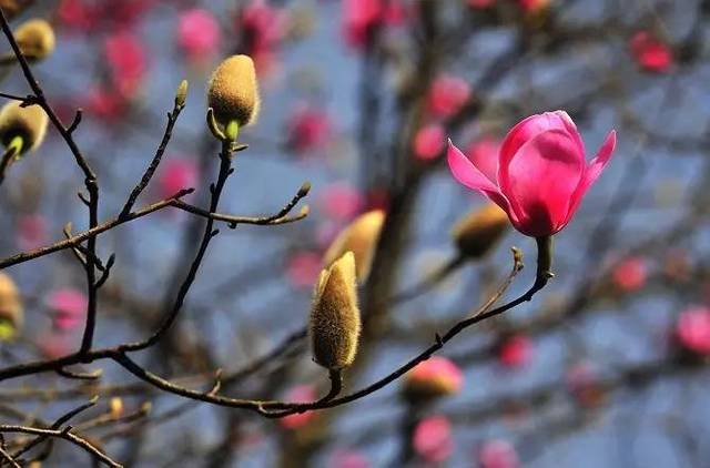 玉兰花花蕾就是中药"辛夷",能 辛香温散,开郁通窍.