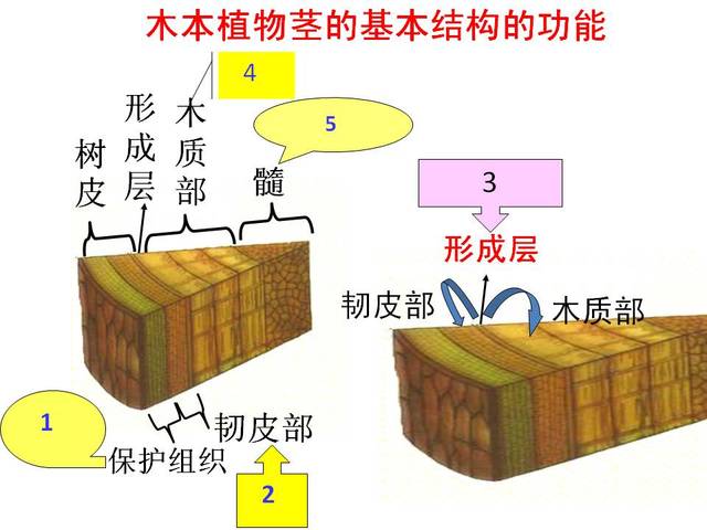 【每日一讲】初中生物:木本植物茎的结构与功能