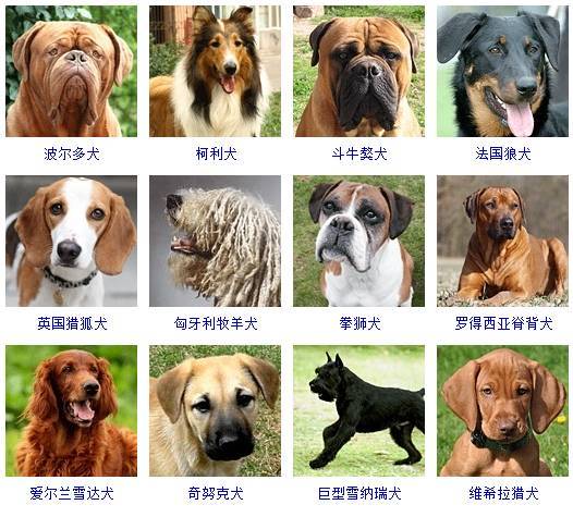 178种狗狗品种大全,原来按体型,智商都是这么分