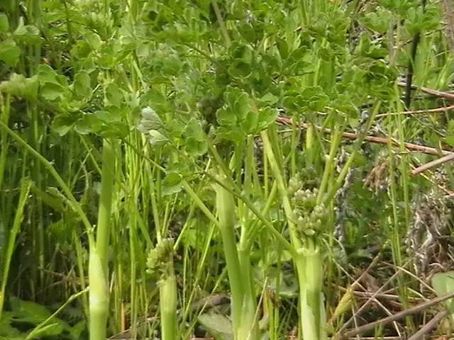 如果来东北一定要来通化,见识一下真正的山珍河鲜